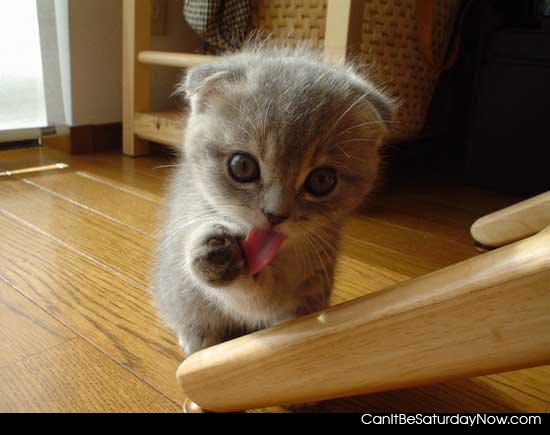 Kitten lick - kitty likes taste of paws